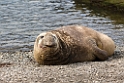 Elephant Seal.20081112_3761